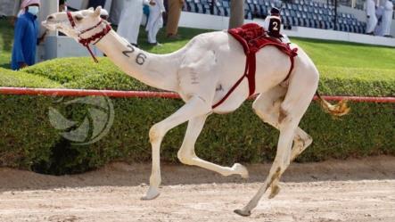 " مواجه " يحصد البندقية الذهبية للشيحانية في سن اللقايا بختامي المرموم