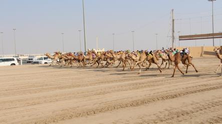 الاثارة تتواصل في ثاني ايام المرحلة الأولى من السباق المحلي الثالث لسن الحقايق