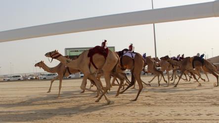 ختام مهرجان المؤسس للهجن بالشيحانية غداً الأربعاء